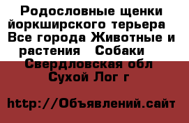 Родословные щенки йоркширского терьера - Все города Животные и растения » Собаки   . Свердловская обл.,Сухой Лог г.